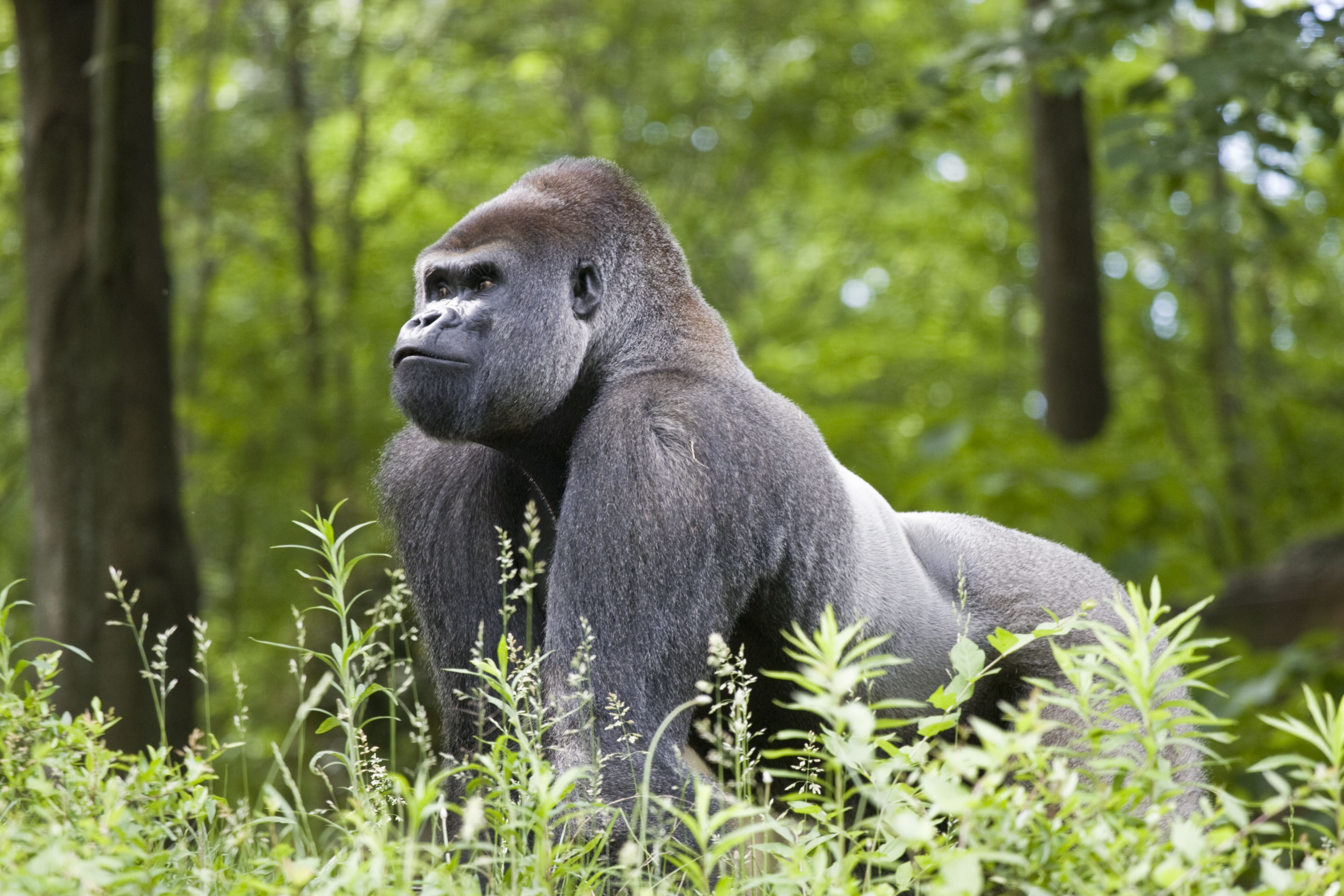 Rare Silverback Mountain Gorilla Rafiki Killed by Poacher in ...