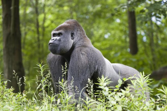 Rare Gorilla Who Was a Hit With Tourists Killed by Spear: Authorities