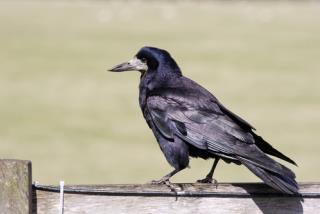 Crows Recognize Human Faces: Study