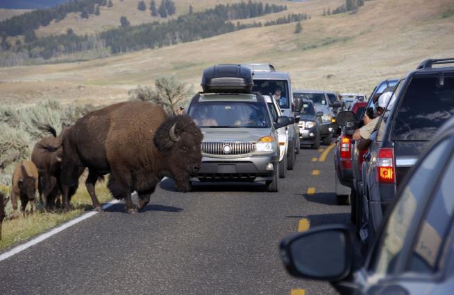 Woman Gave the Bison 10 Feet. It Wasn't Enough