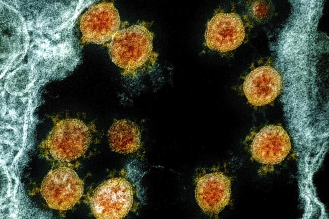 Mutated Version Is Now The Virus: Researchers