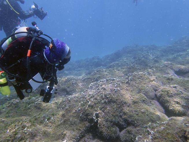 New 'Tumbleweed' Algae Is Smothering Hawaii Reefs