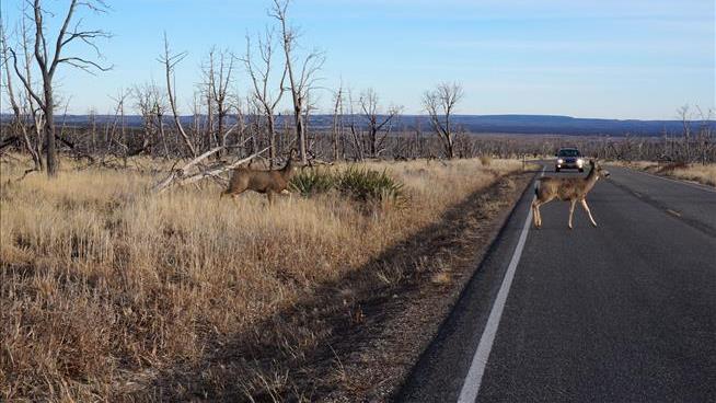 There's Been an 'Unprecedented Roadkill Reprieve'