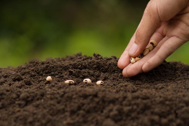 Those Strange Seeds You Got in the Mail? Don't Plant Them