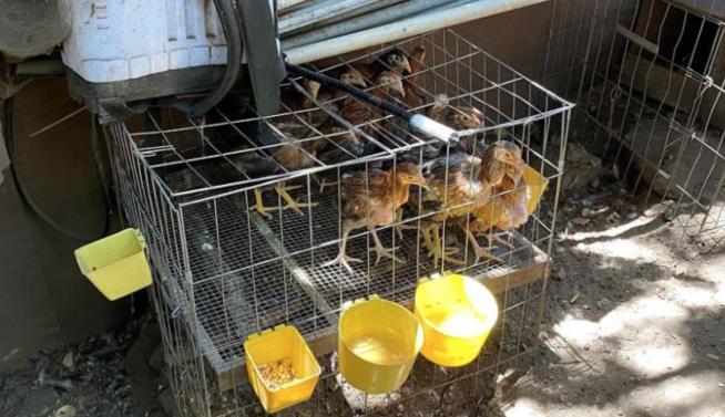 Cops: Up to 3K Cockfighting Roosters Found on Ranch