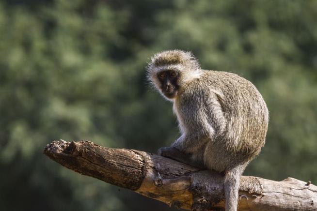 Monkeys' Behavior With Fire May Be a Peek Into Our Past