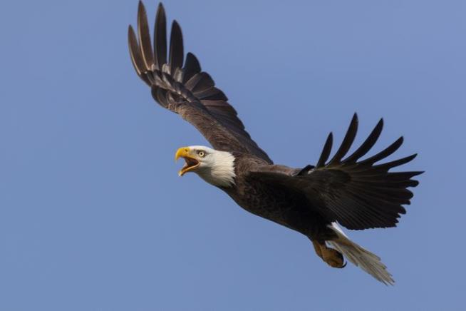 Bald Eagle, 1. Drone, 0