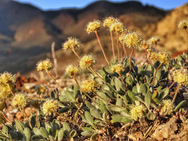 Desert Wildflower May Scuttle a Mine for Green Technology