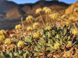 Desert Wildflower May Scuttle a Mine for Green Technology