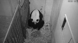 Giant Panda Birth Is a Record- Breaker, Twice