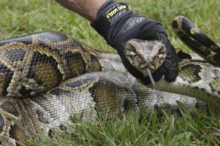 After Ga. Homeowner Kills Python in Yard, a Warning