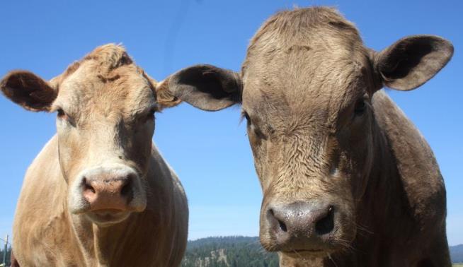 'Beefalo' Remains on the Run Weeks After Escape