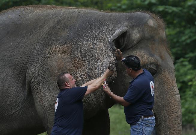 'World's Loneliest Elephant' Gets Long-Awaited OK