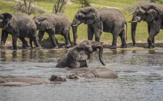 Cause of Mass Elephant Die-Off Is Revealed