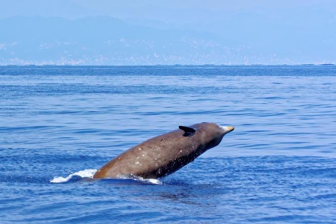 Mysterious Whale Stuns With Longest Known Dive