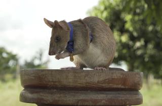 Rat Wins Gold Medal for His 'Skill and Bravery'