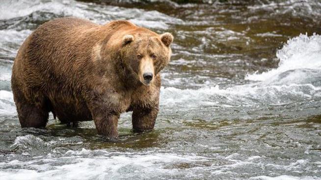 There's a Fat Contest Going On in an Alaska National Park
