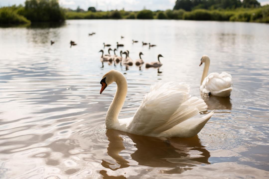 City of Lakeland, Florida, Selling Off Its Swans Due to Overpopulation