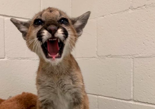 Orphaned Mountain Lion Turning Into a Success Story