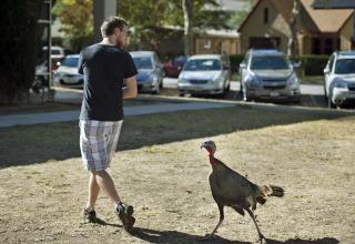 Notorious Turkey Caught in Sting