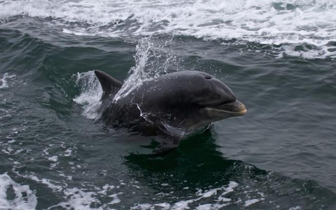 A Dolphin Has Lived Here for 37 Years. Now He's Missing