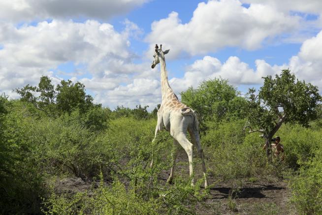 Orphaned White Giraffe Gets Some Added Protection