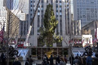NYC's Christmas Tree Is 75 Feet Tall, Underwhelming