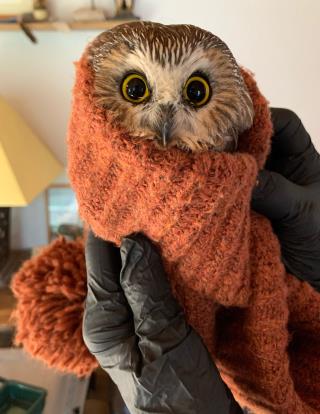 Teensy Owl Rescued From Infamous Rockefeller Tree