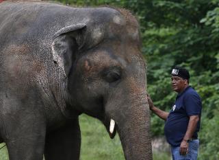 'World's Loneliest Elephant' Gets a Celebrity Send-Off