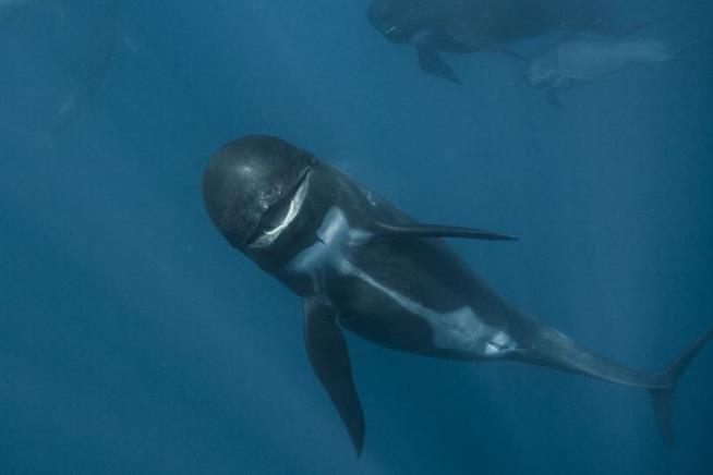 Pilot Whales Have Tricky Way to Fool Enemies