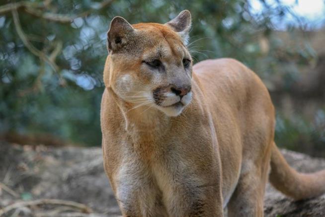 Texas Officials Disagree on Whether Cougar Killed Man