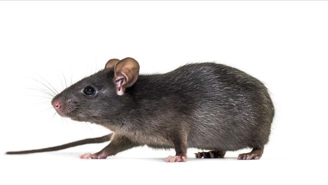 Rats Reportedly Commandeer an NYC Chipotle