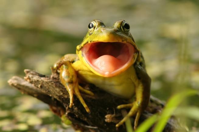 Court Orders Eviction of Frogs as Loud as a Vacuum