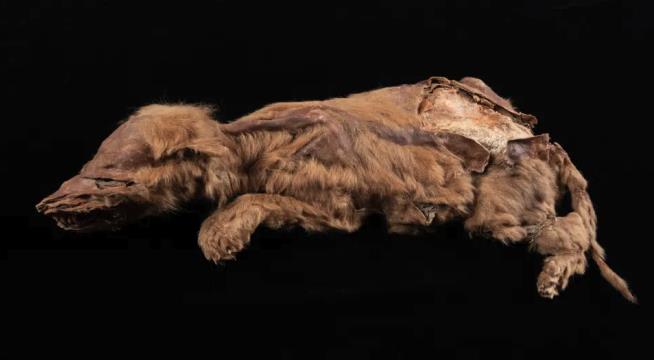 Here's How Mummified Ice Age Wolf Pup Likely Died