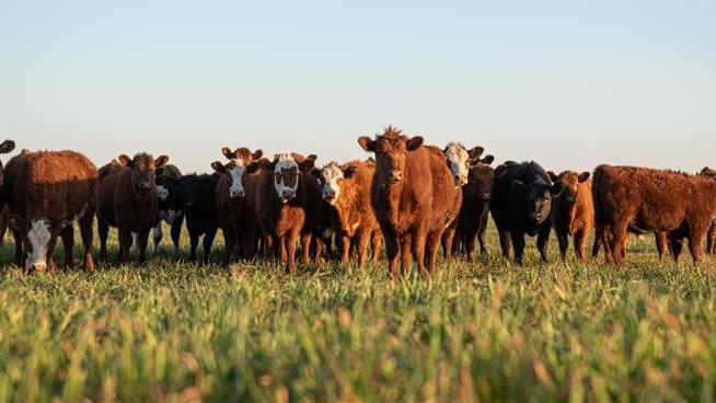 Organic Meat Production Is No Better for the Planet