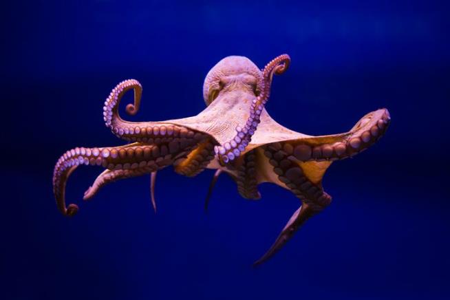 Octopuses Seem to Enjoy Randomly Punching Fish