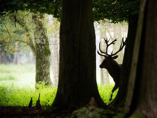 'Renowned Huntsman' Killed by Pet Deer