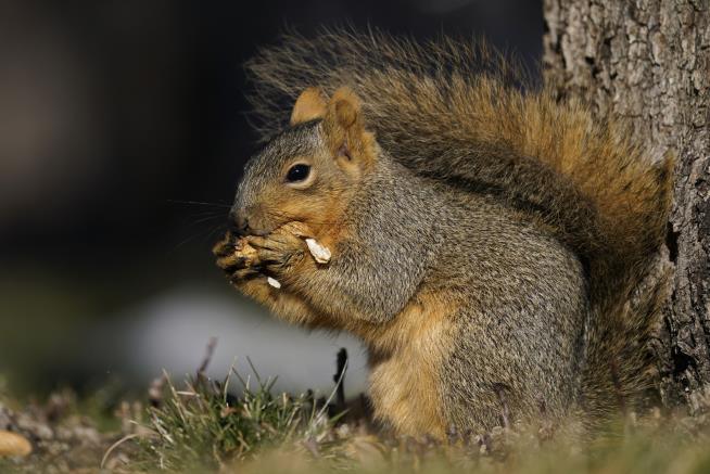 Squirrel Terrorizes Queens Neighborhood
