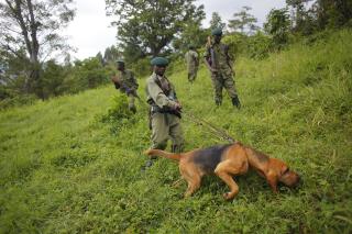 6 Rangers Killed in Gorilla Reserve