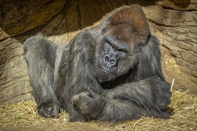 Gorillas at California Zoo Positive for Coronavirus