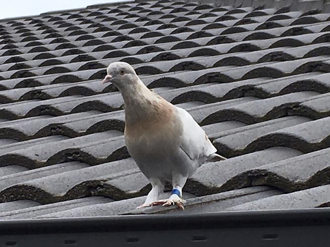Australia Decides Not to Kill That Pigeon After All