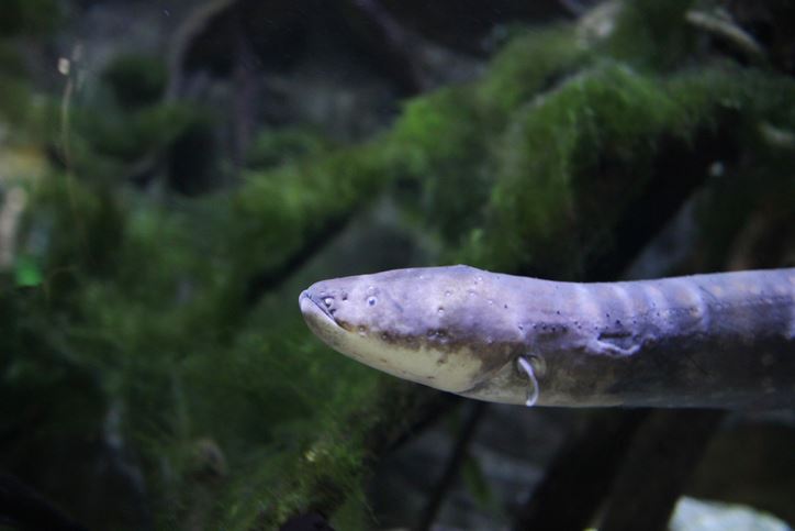 Researchers are making surprising discoveries about electric eels