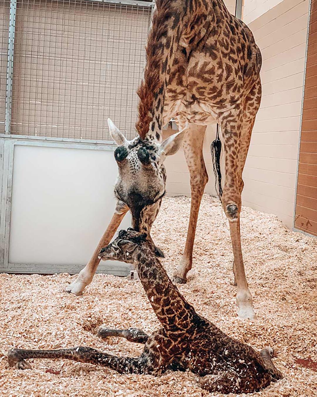 Tragedy follows long-awaited birth at the zoo