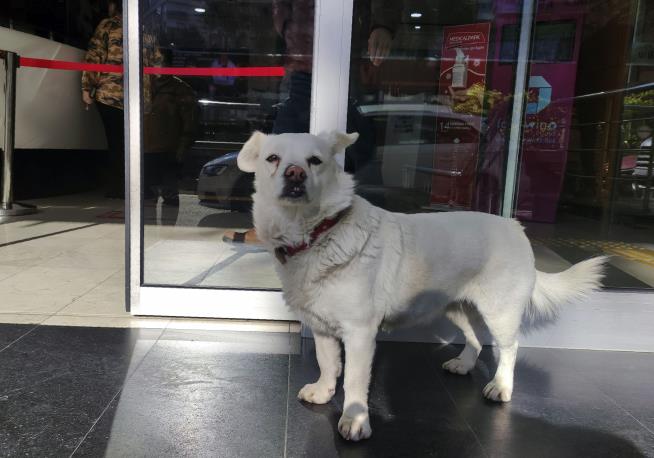 This Dog Waited for Days Outside Hospital for Owner