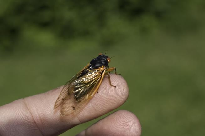 Billions of Cicadas to Swarm Eastern US