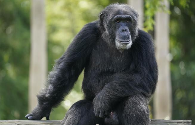 Chimps have Been Dying. Now We May Know Why