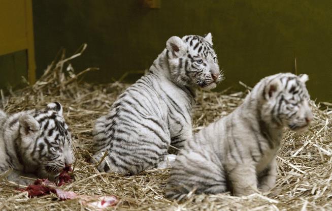 COVID Presumed to Have Killed White Tiger Cubs