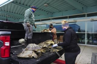 Texans Are Rescuing Cold-Stunned Sea Turtles