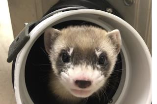 Some Good News for Black-Footed Ferrets