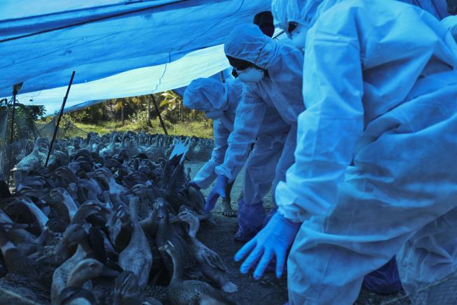 Bird Flu Jumped to Humans for First Time: Russia